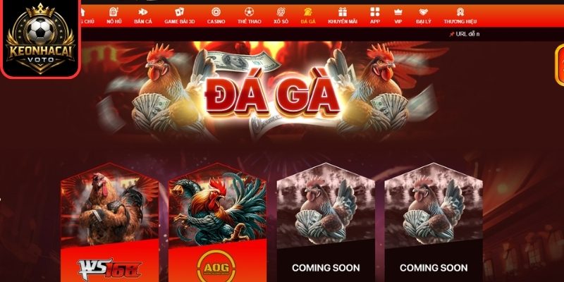 Đá gà trực tiếp kịch tính